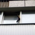Попытка спасения кота, застрявшего в окне